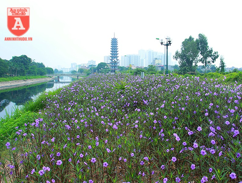 Đẹp ngỡ ngàng với con đường hoa tím bên dòng sông Tô Lịch